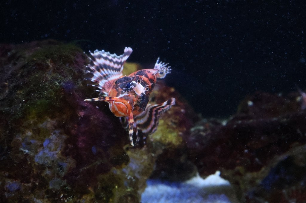 Dendrochirus biocellatus (Koraalduivel), Vis, Zoutwatervis