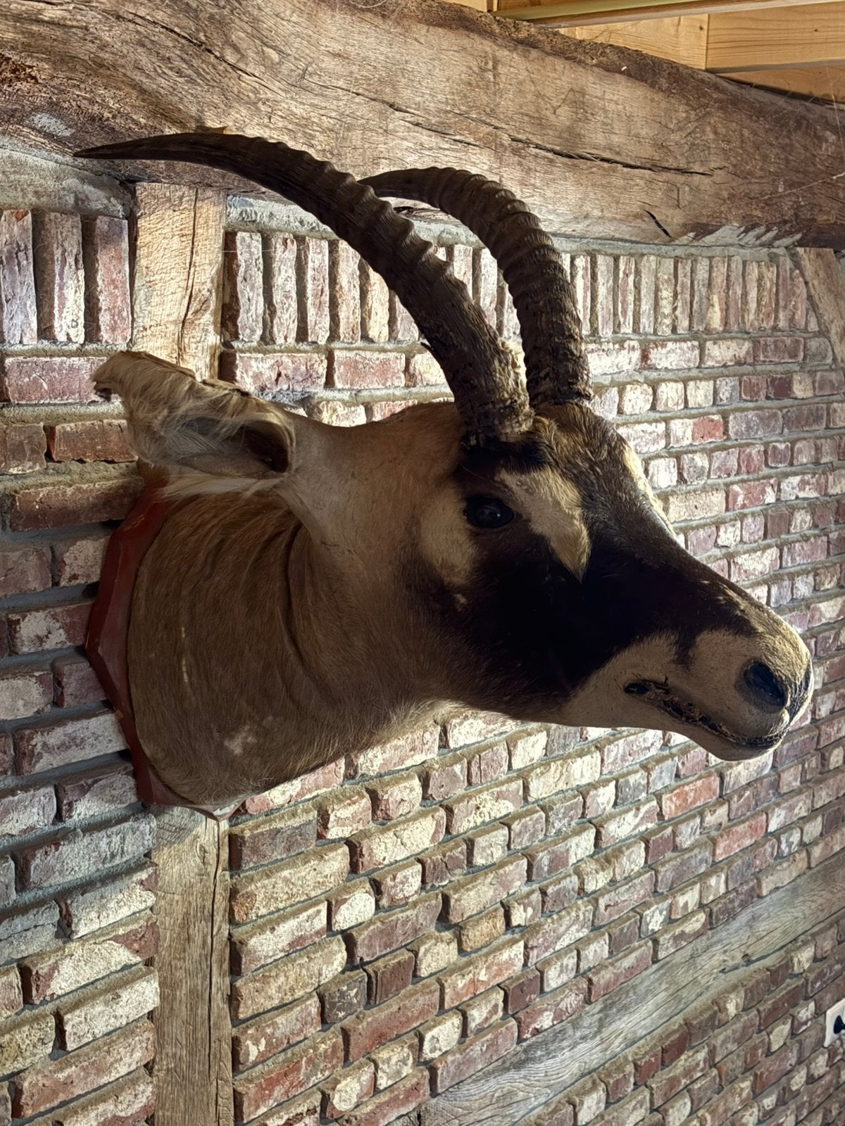 Grote oude antilope kop - landelijk / stoer /sober interieur, Ophalen, Gebruikt