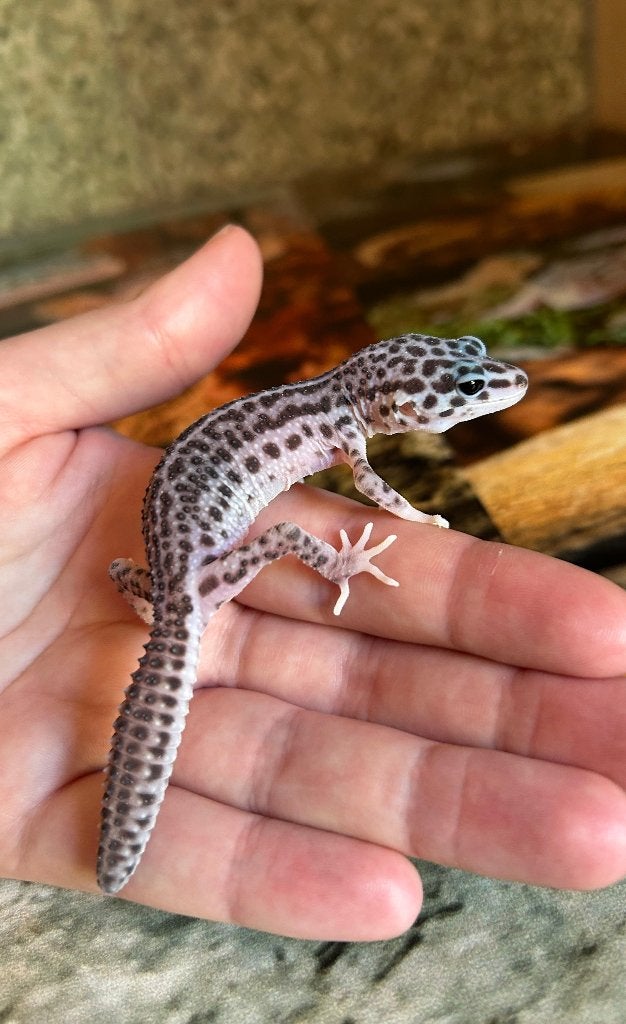 Luipaardgekko mag verhuizen - NK25 - 0.0.1, Dieren en Toebehoren, Reptielen en Amfibieën, Hagedis, 0 tot 2 jaar