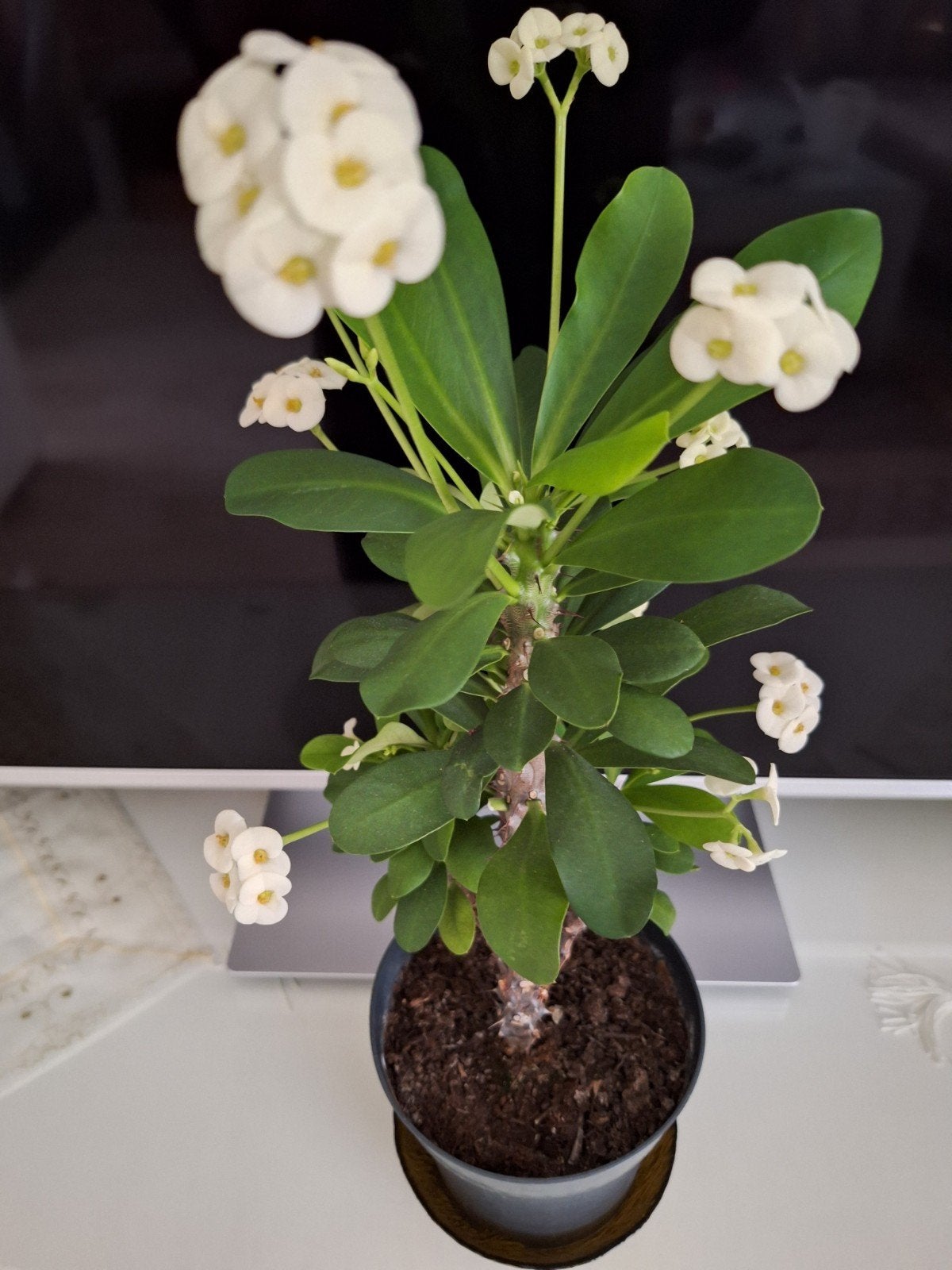Euphorbia Milii (Christusdoorn) - Witte Bloemen, Tuin en Terras, Volle zon, Vaste plant, Lente, Ophalen