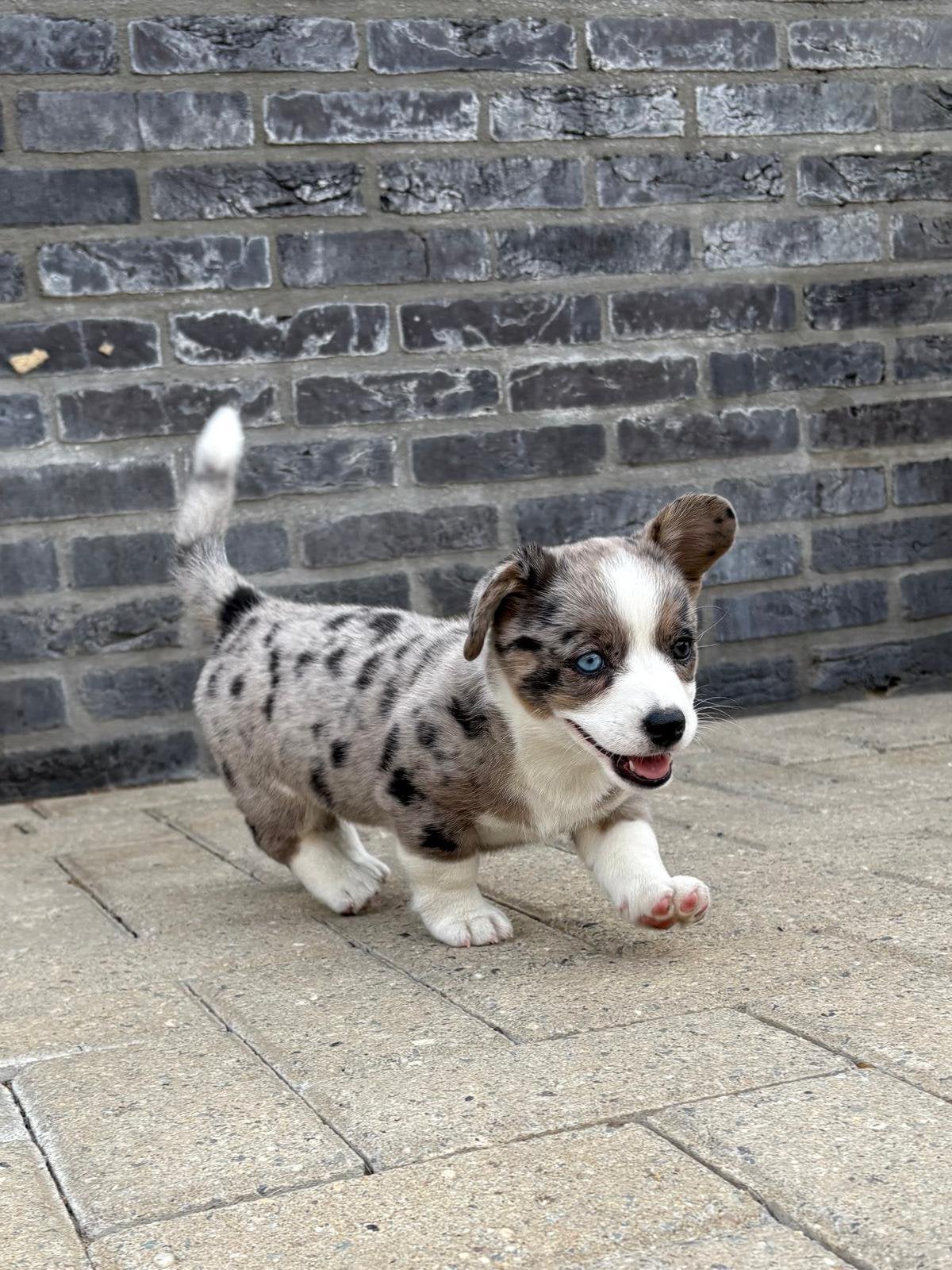 Welsh Corgi Cardigan puppy’s, Dieren en Toebehoren, Honden | Herdershonden en Veedrijvers, Parvo, 8 tot 15 weken, Meerdere, Meerdere dieren