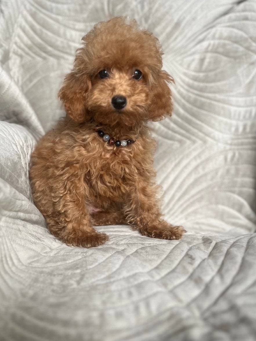 Lieve cockapoo pup, Dieren en Toebehoren, Honden | Chihuahua's en Gezelschapshonden, Poedel, Parvo, Reu, 8 tot 15 weken