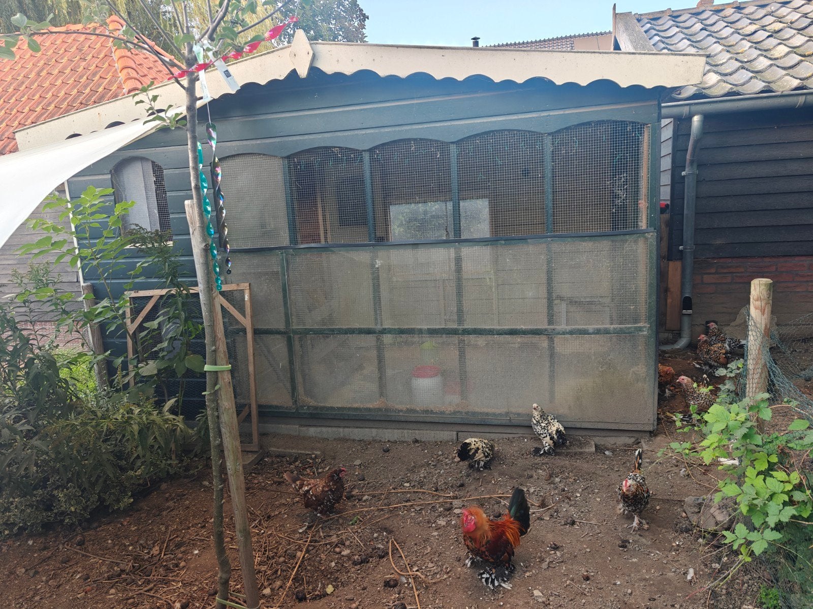 kippenhok | volière | dierenverblijf |, Ophalen, Gebruikt, Hout, Volière
