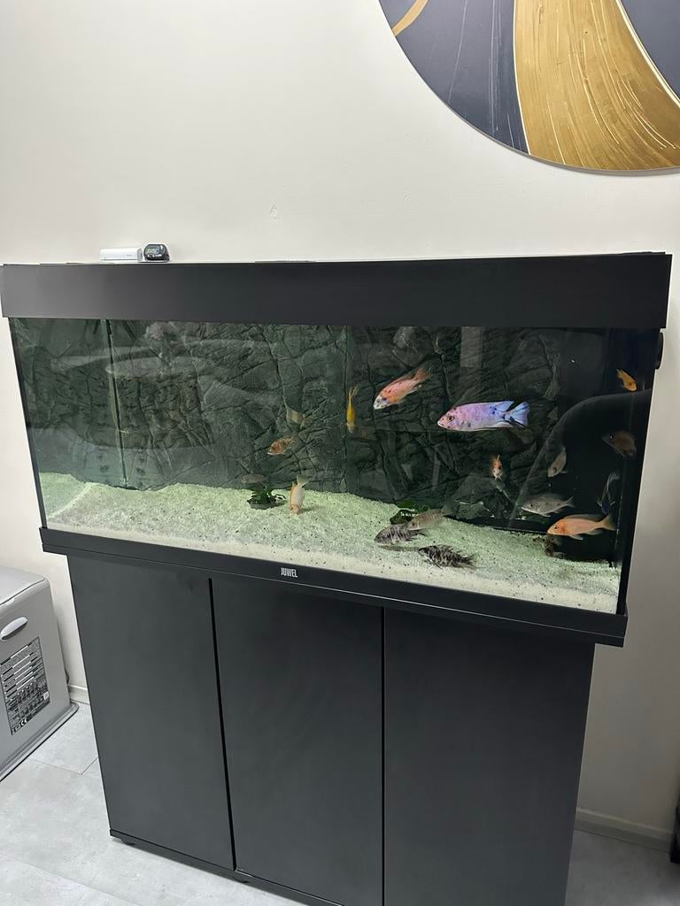Juwel Rio 180 inc Unieke malawi vissen!, Ophalen, Gebruikt, Gevuld zoetwateraquarium