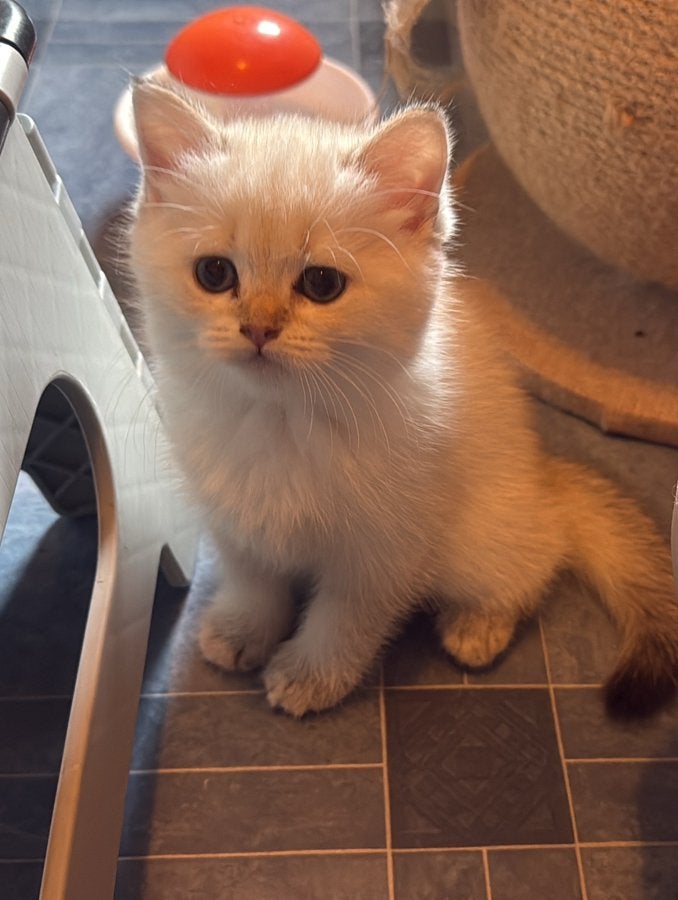 Prachtige volle britse korthaar kitten, Meerdere dieren, Ontwormd