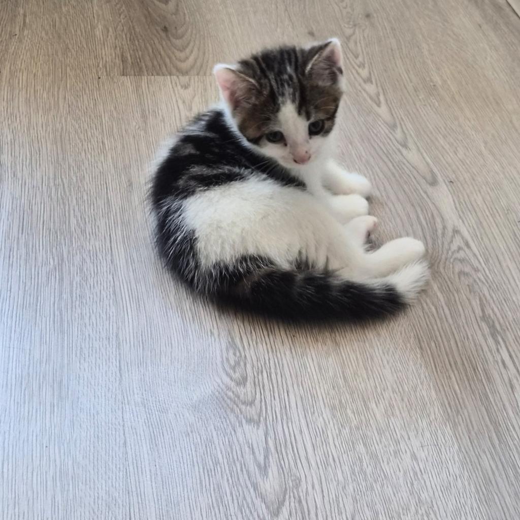 Kittens, Dieren en Toebehoren