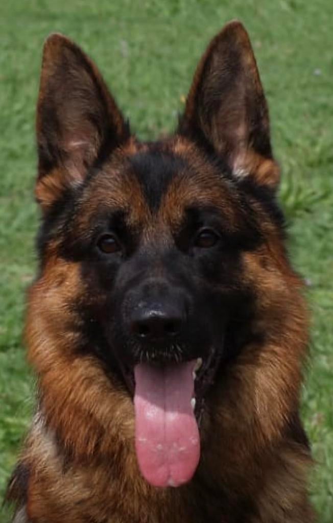 Duitse Herder Dekreu HD ED Vrij!, Dieren en Toebehoren, Honden | Dekreuen, Reu, 1 tot 2 jaar, Parvo, Eén hond