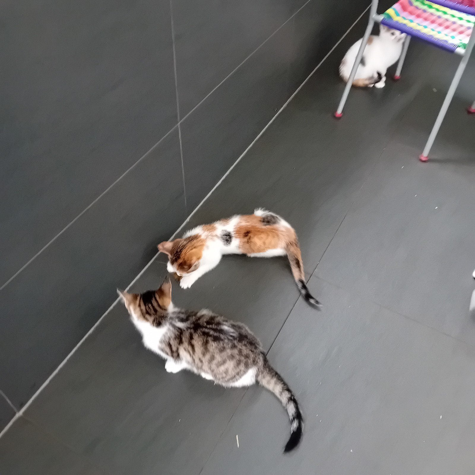 mooie boerderij kittens te koop., Meerdere dieren