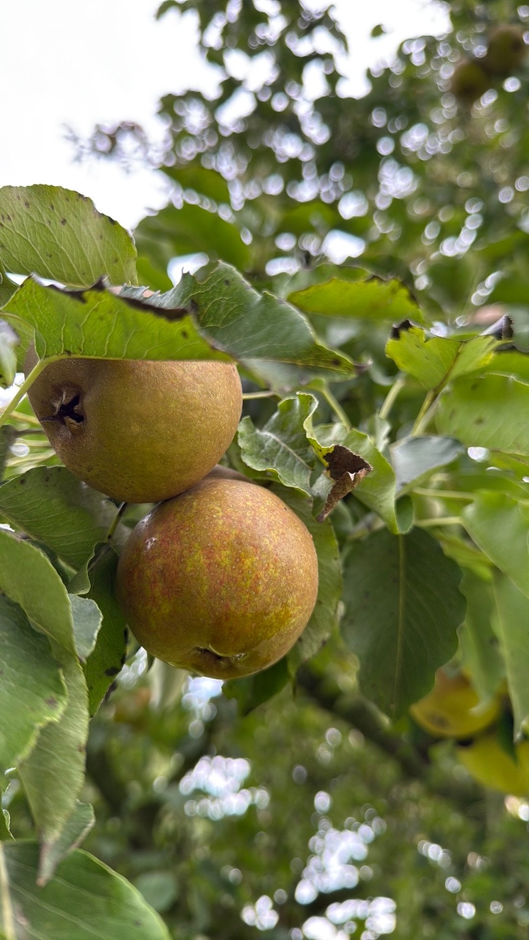 Stoofperen gieserwildeman, Tuin en Terras, Ophalen, Minder dan 100 cm, Overige soorten, Lente