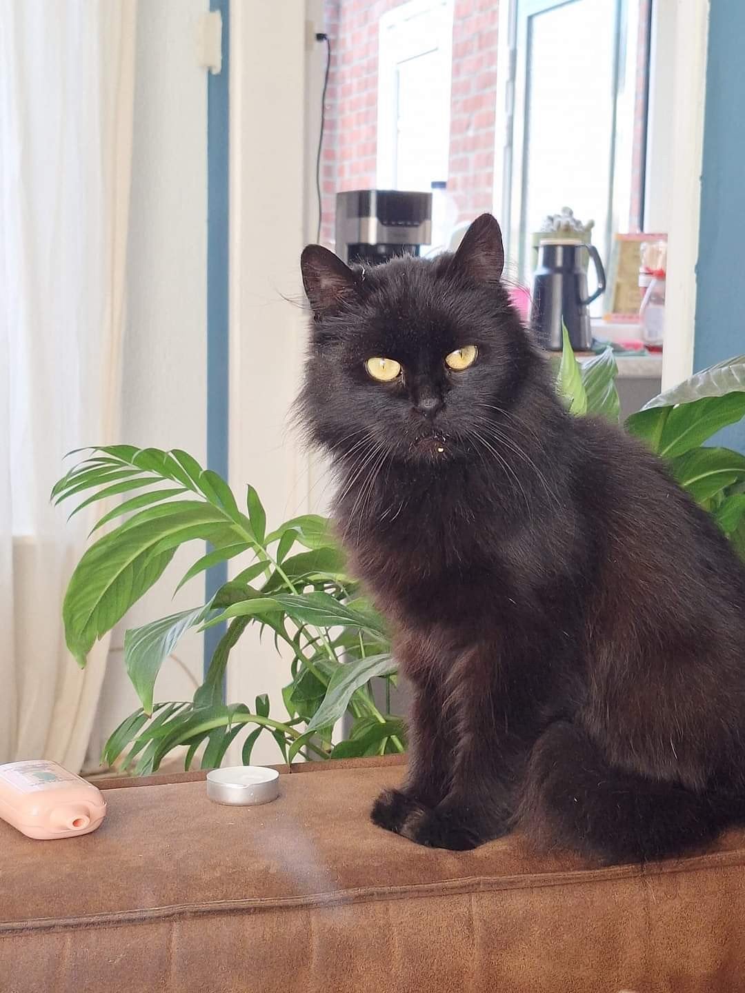 Half/langharige poes, Dieren en Toebehoren, Katten en Kittens | Raskatten | Langhaar, Poes, 3 tot 5 jaar, Gechipt
