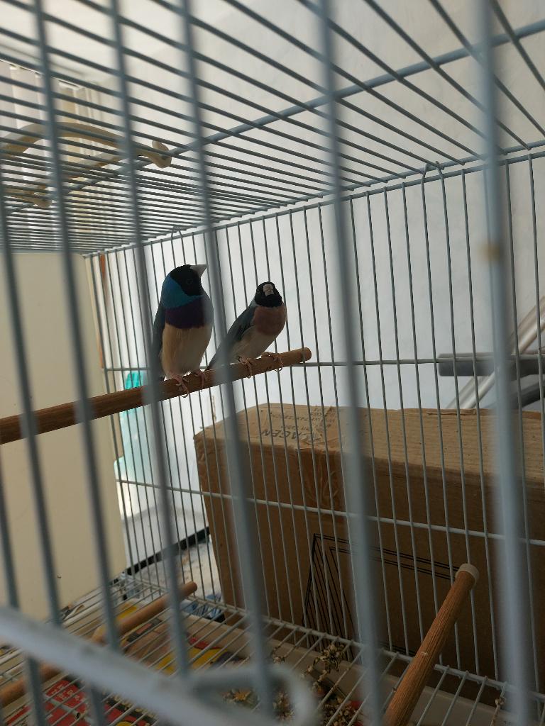 Kweekoppel blauwe gouldamadine, Meerdere dieren, Tropenvogel