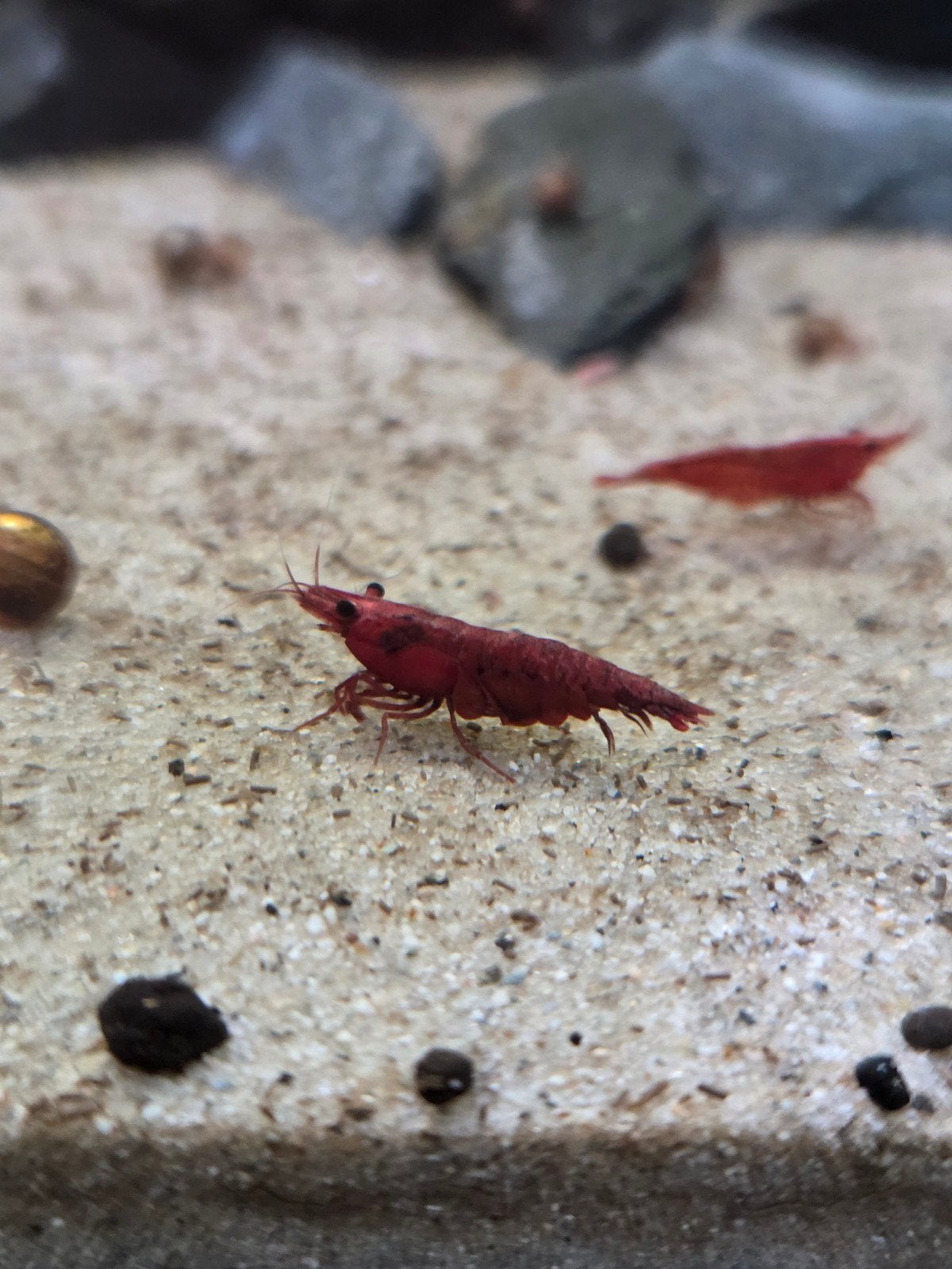Vuurgarnalen, Dieren en Toebehoren, Vissen | Aquariumvissen, Kreeft, Krab of Garnaal, Zoetwatervis, Schoolvis