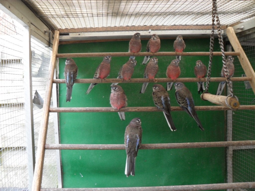 DIV PARKIETEN, Meerdere dieren, Parkiet