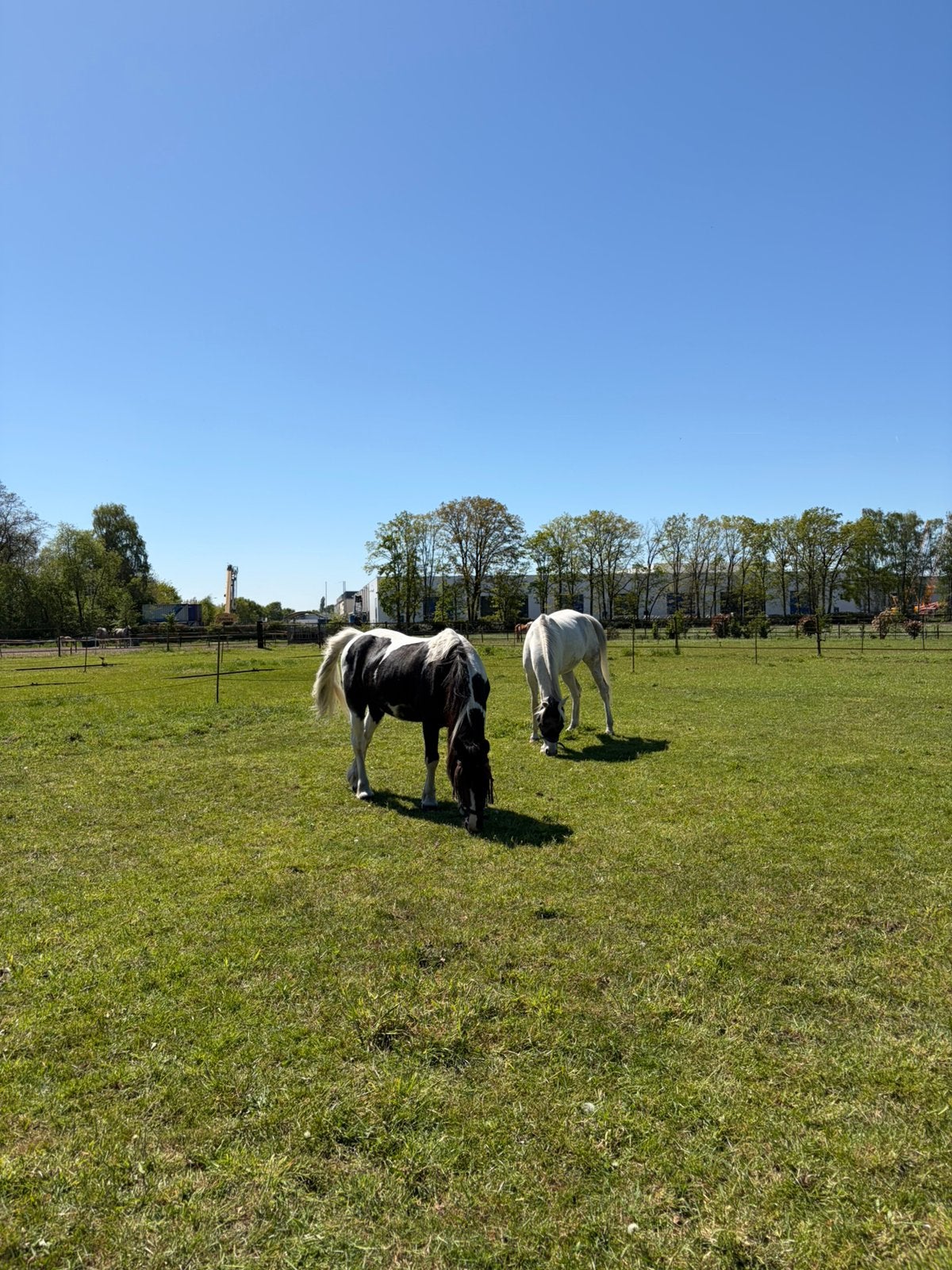 Stalling gezocht!!, Weidegang, 1 paard of pony