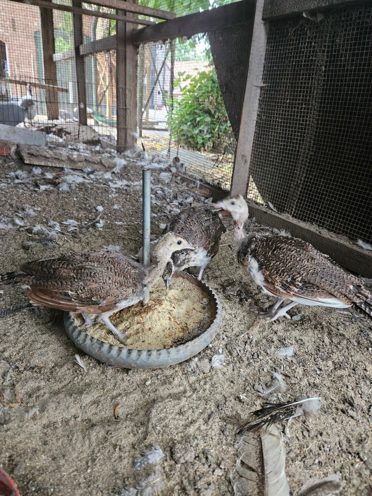 Te koop pauwkuikens, Dieren en Toebehoren, Pluimvee, Vrouwelijk, Kip