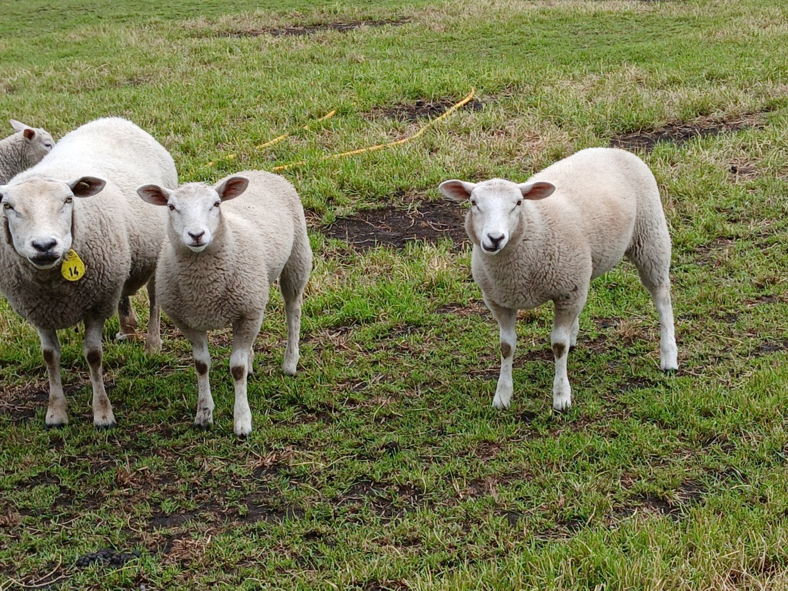 Swifter lammeren, Dieren en Toebehoren, Schapen, Geiten en Varkens