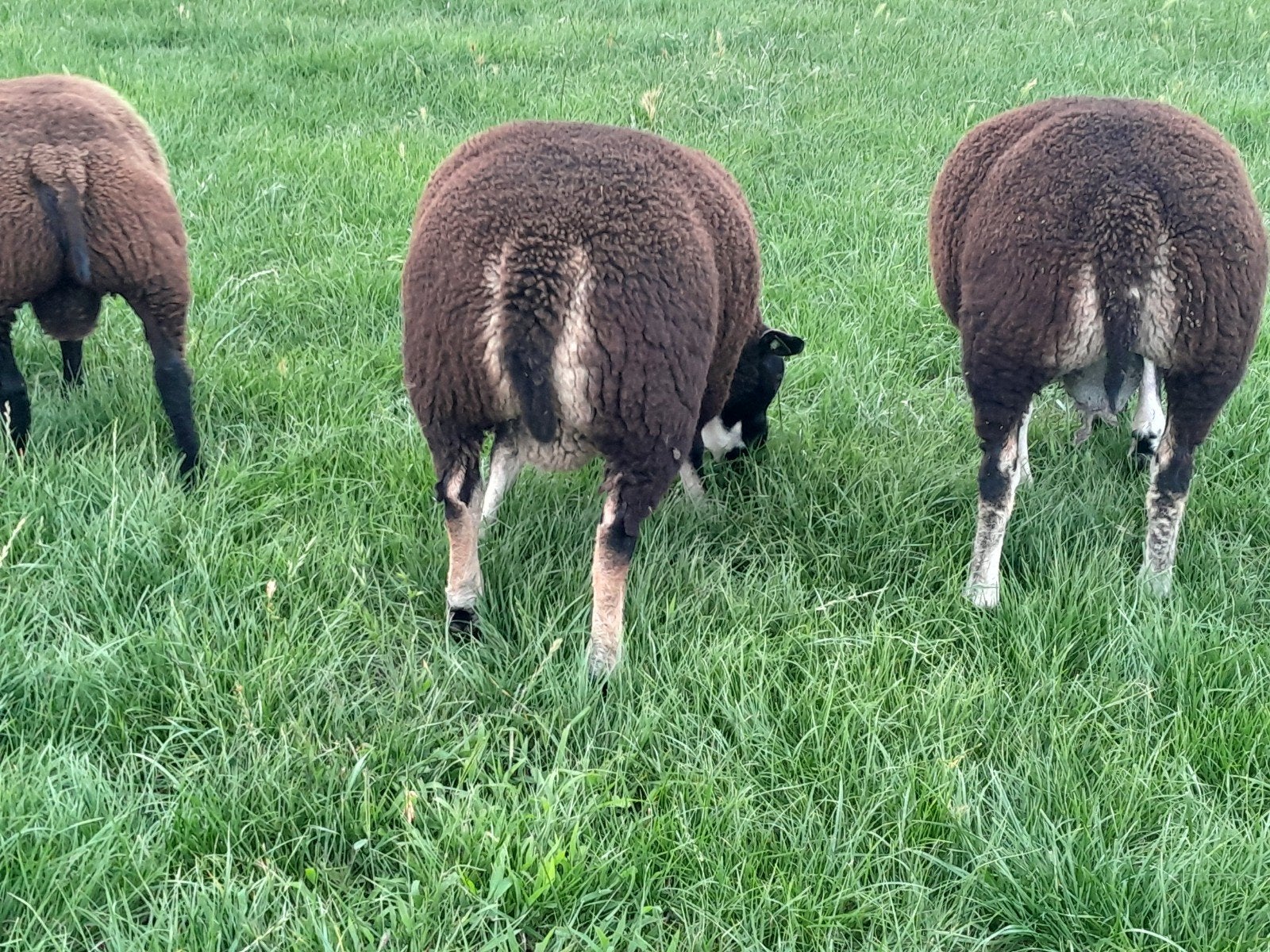Blauwe texelaar en dassenkop ramlammeren te koop, Dieren en Toebehoren, Mannelijk, Schaap
