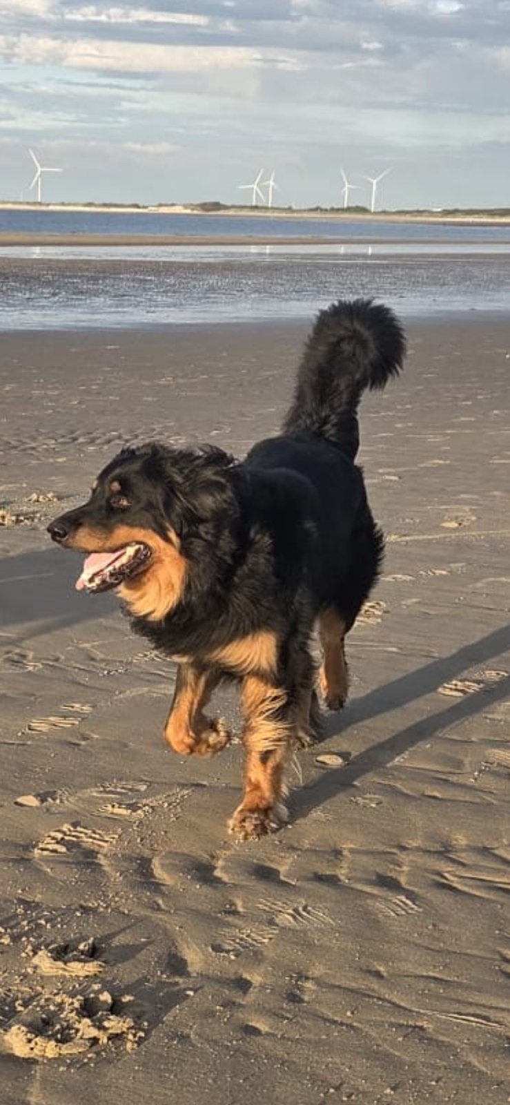 Hovawart-puppy's met stamboom, Overige rassen, 8 tot 15 weken, Parvo, Meerdere