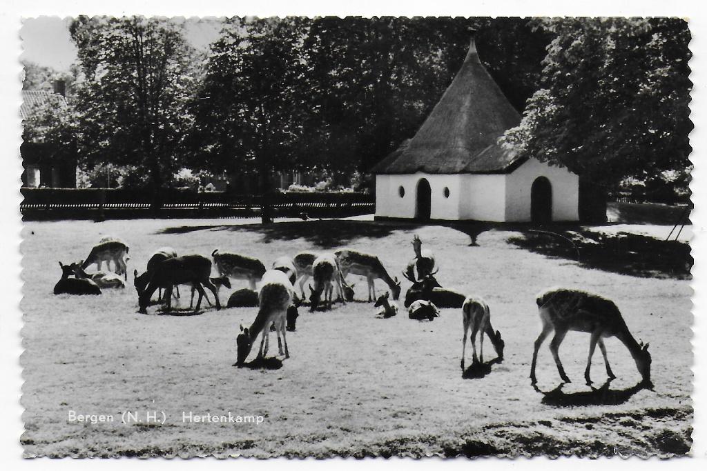 Bergen (NH) Hertenkamp oude gelopen ansichtkaart B8131, Ophalen of Verzenden, 1920 tot 1940, Gelopen, Overijssel