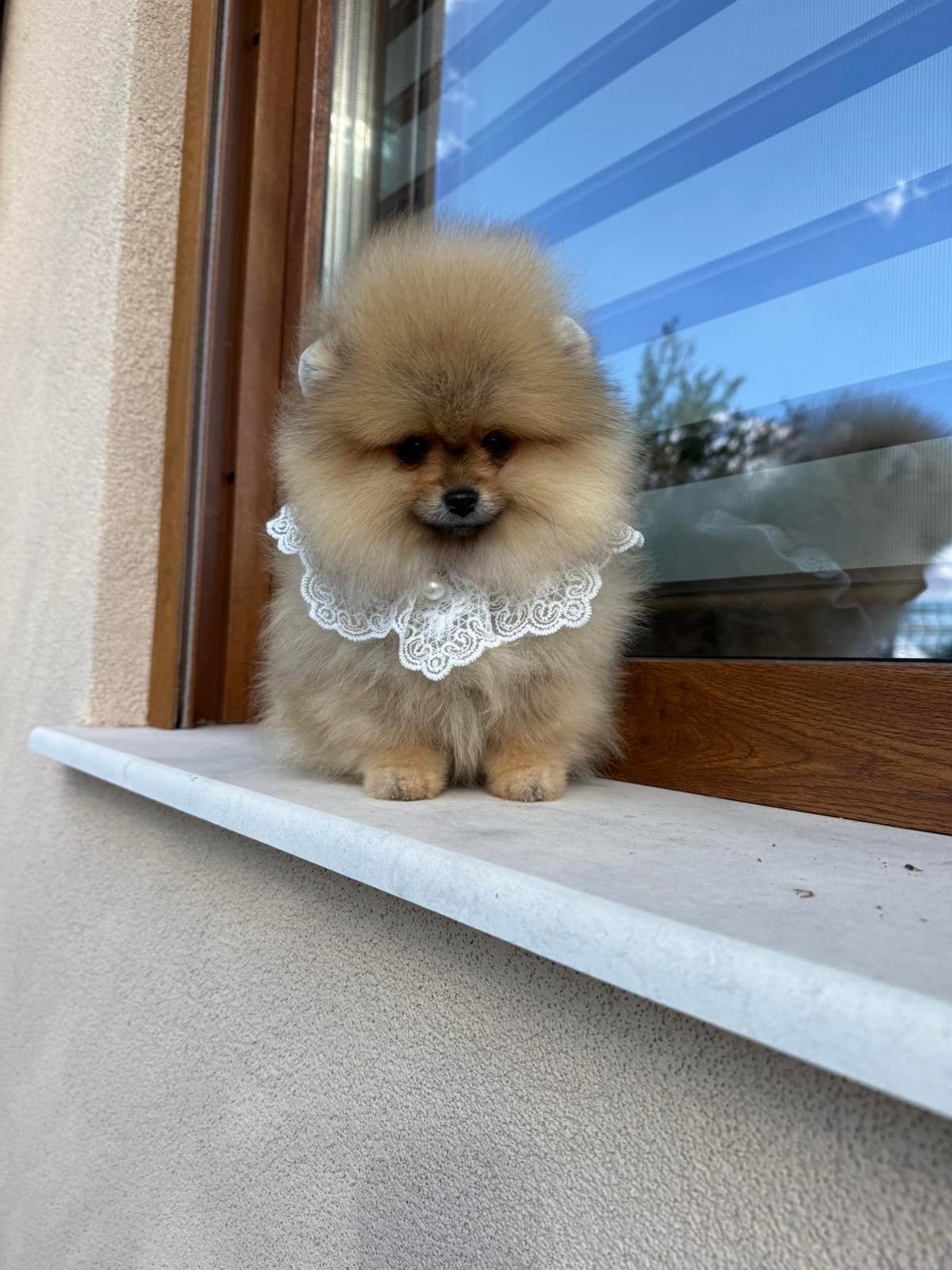Pomeranian, Overige rassen, 8 tot 15 weken, Buitenland, Teef