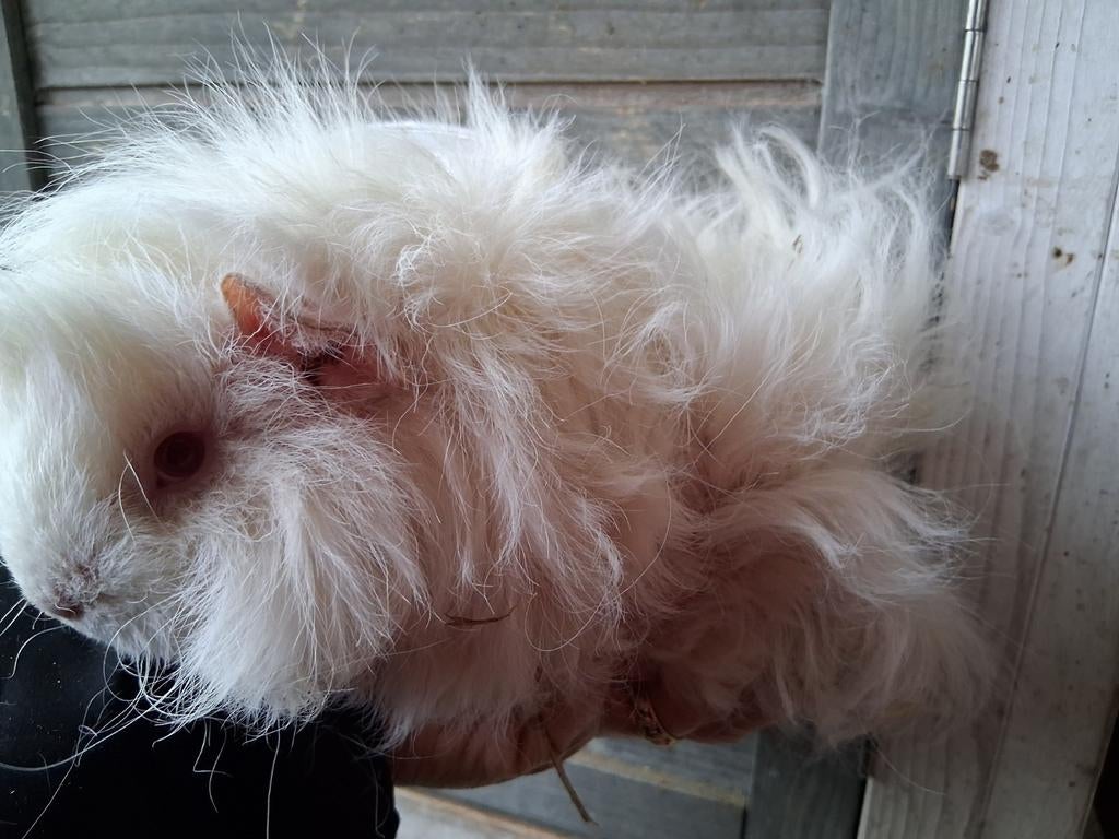 TK prachtig wit lunkarya zeugje, Dieren en Toebehoren, Cavia, December, Vrouwelijk, Tam