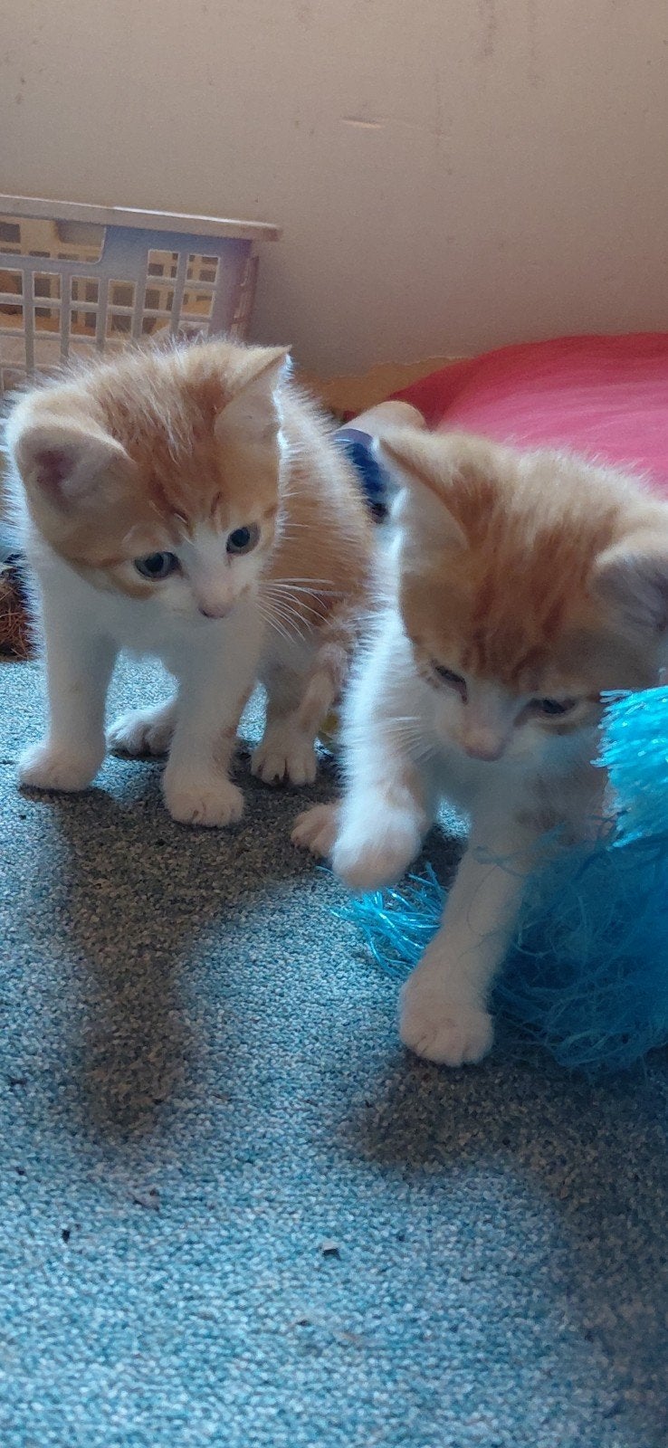 2 Rood-witte boerderij kittens, Meerdere dieren