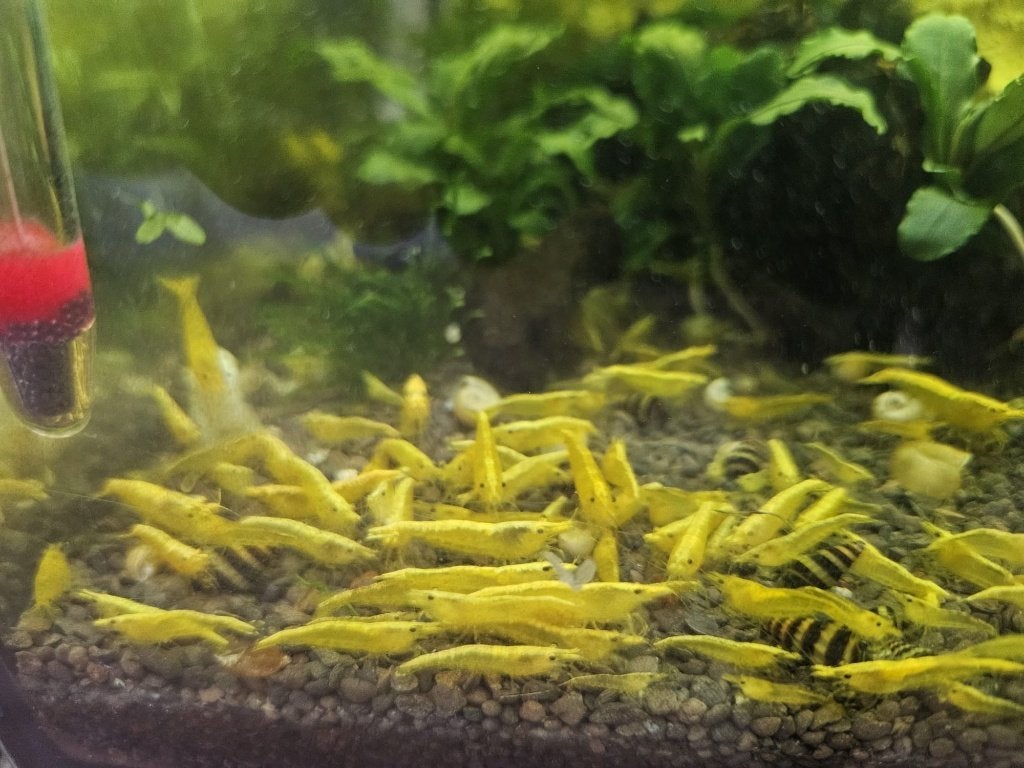 Citroengarnalen (gele neocaridina garnaal), Dieren en Toebehoren, Vissen | Aquariumvissen, Kreeft, Krab of Garnaal, Zoetwatervis