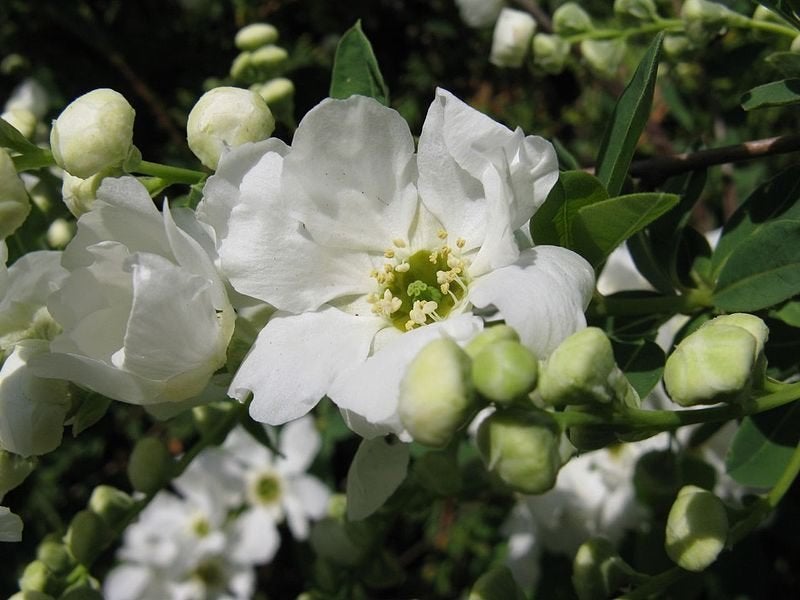 2 Exochorda Waterval parelstruik € 120, Ophalen of Verzenden, Overige soorten, Struik, 100 tot 250 cm