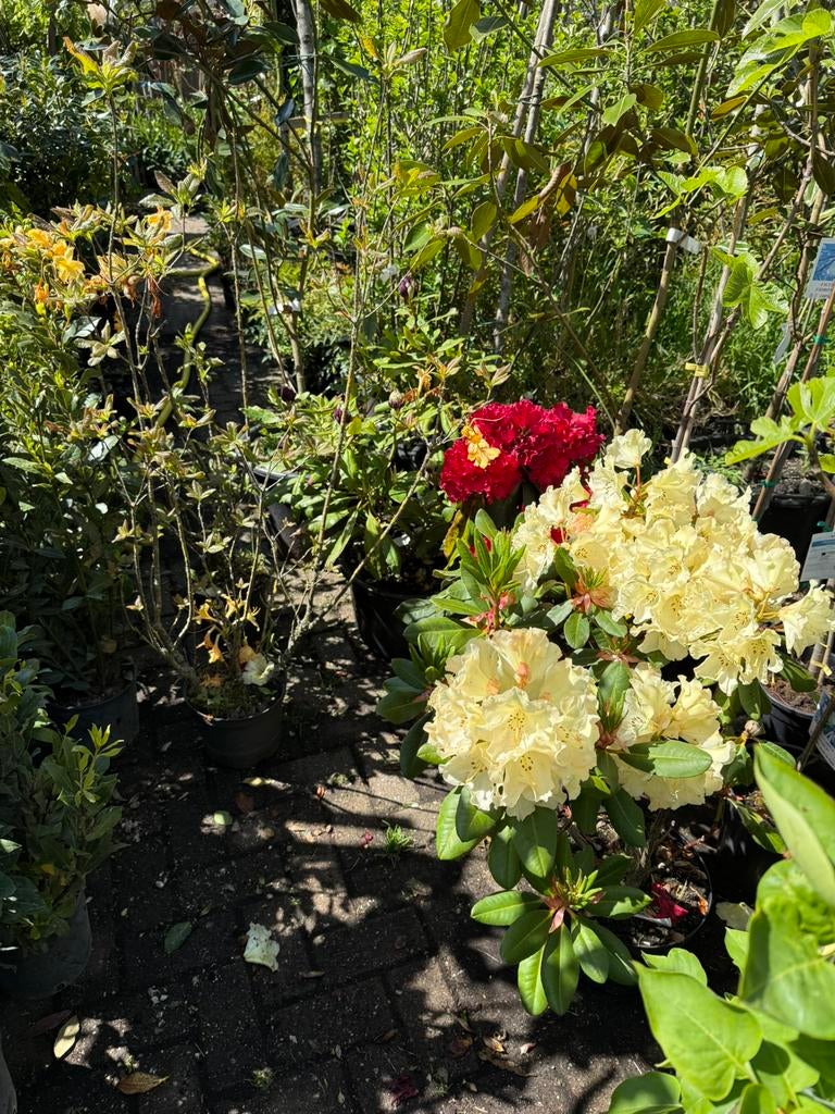 5 rhododendrons  zware planten per stuk 15,00 bij 5 pst 10,-, Ophalen, Rhododendron, Struik, Minder dan 100 cm