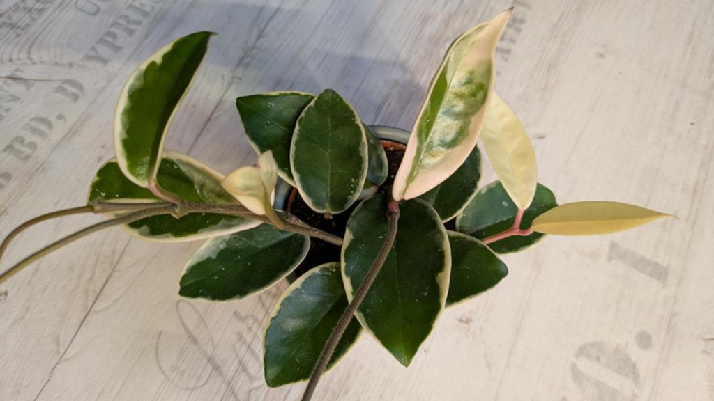 Hoya Krimson queen, Huis en Inrichting, Kamerplanten, Ophalen of Verzenden, Halfschaduw, Minder dan 100 cm