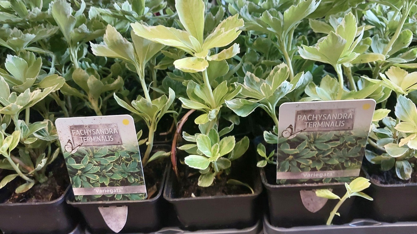 Pachysandra Terminalis 'Variegata' - Bodembedekker, Tuin en Terras, Ophalen, Halfschaduw