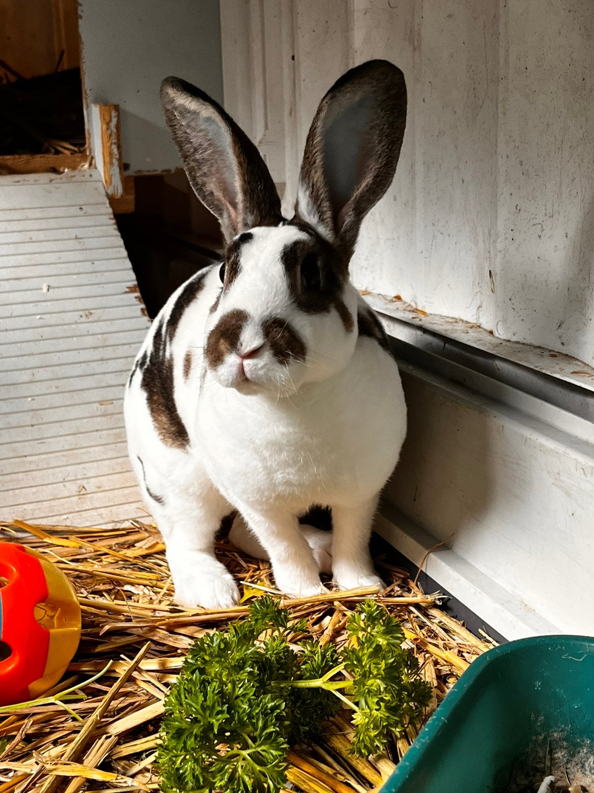 Gratis konijn, Dieren en Toebehoren, Mannelijk, Middelgroot, 0 tot 2 jaar