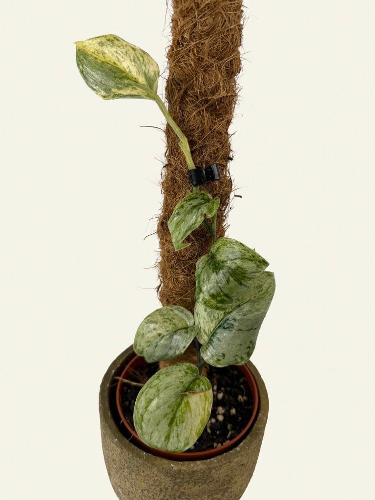 Scindapsus Peasun, Huis en Inrichting, Kamerplanten, Ophalen of Verzenden, Halfschaduw, Minder dan 100 cm