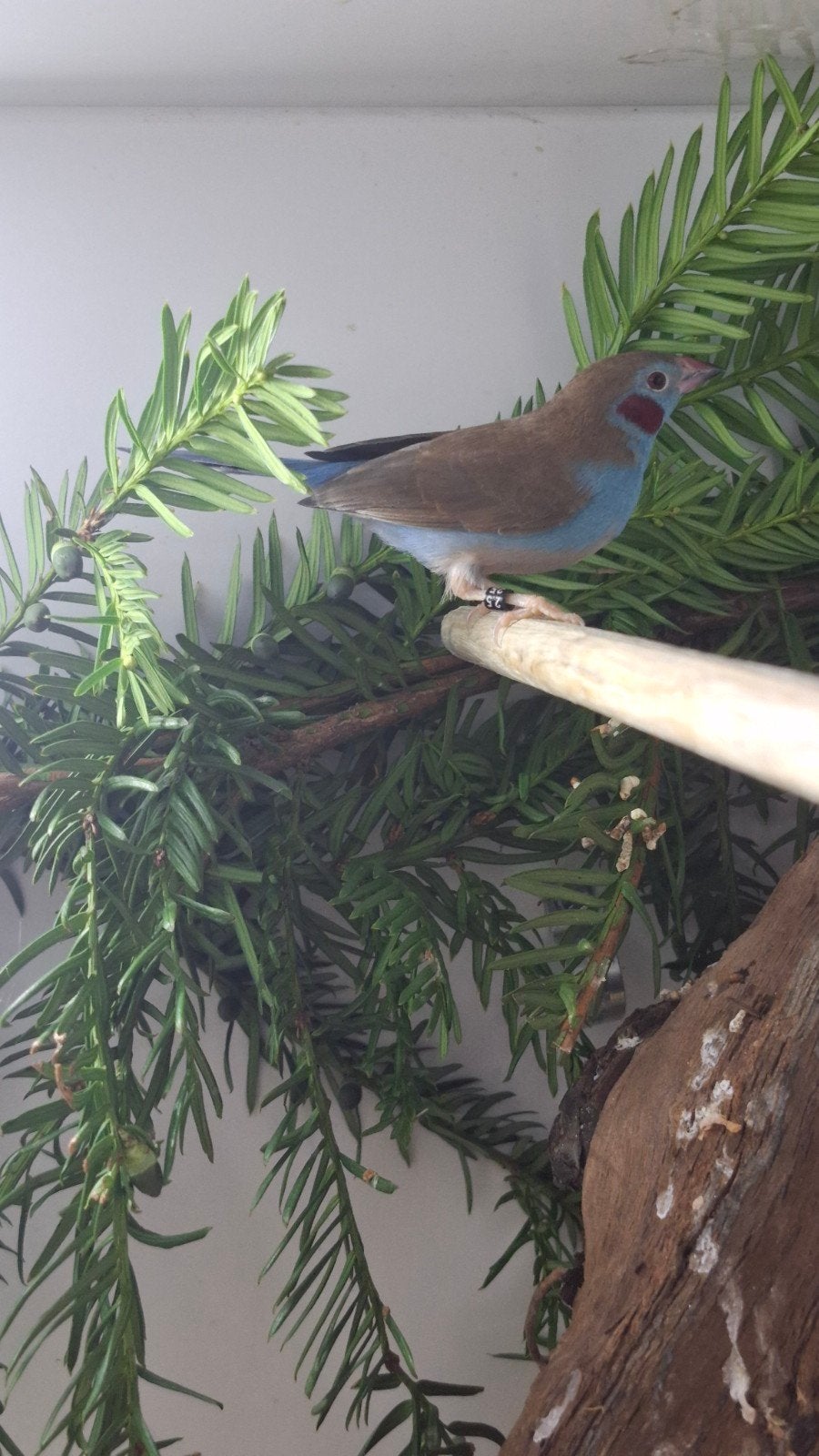 roodwang blauwfazantje te koop, Mannelijk