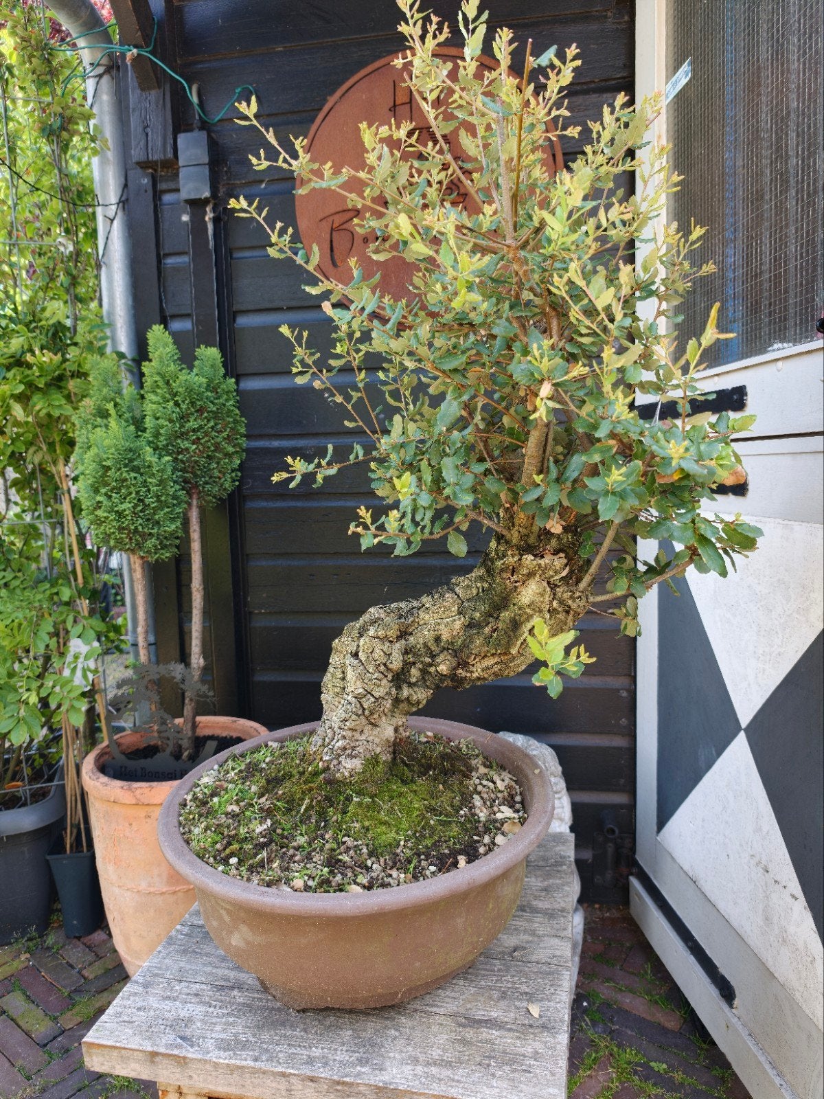 Quercus Suber Kurkeik bonsai, Ophalen, Bloeit niet, Halfschaduw, Overige soorten