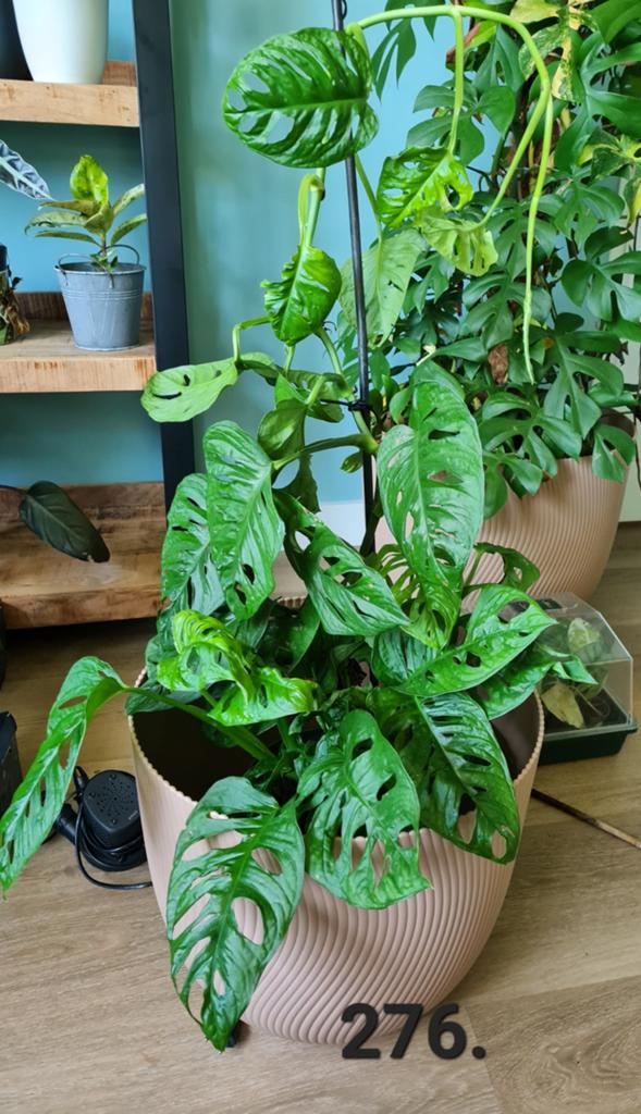 philodendron silver dust Philodendron Hastatum -Silver Dust – Plant Studio
