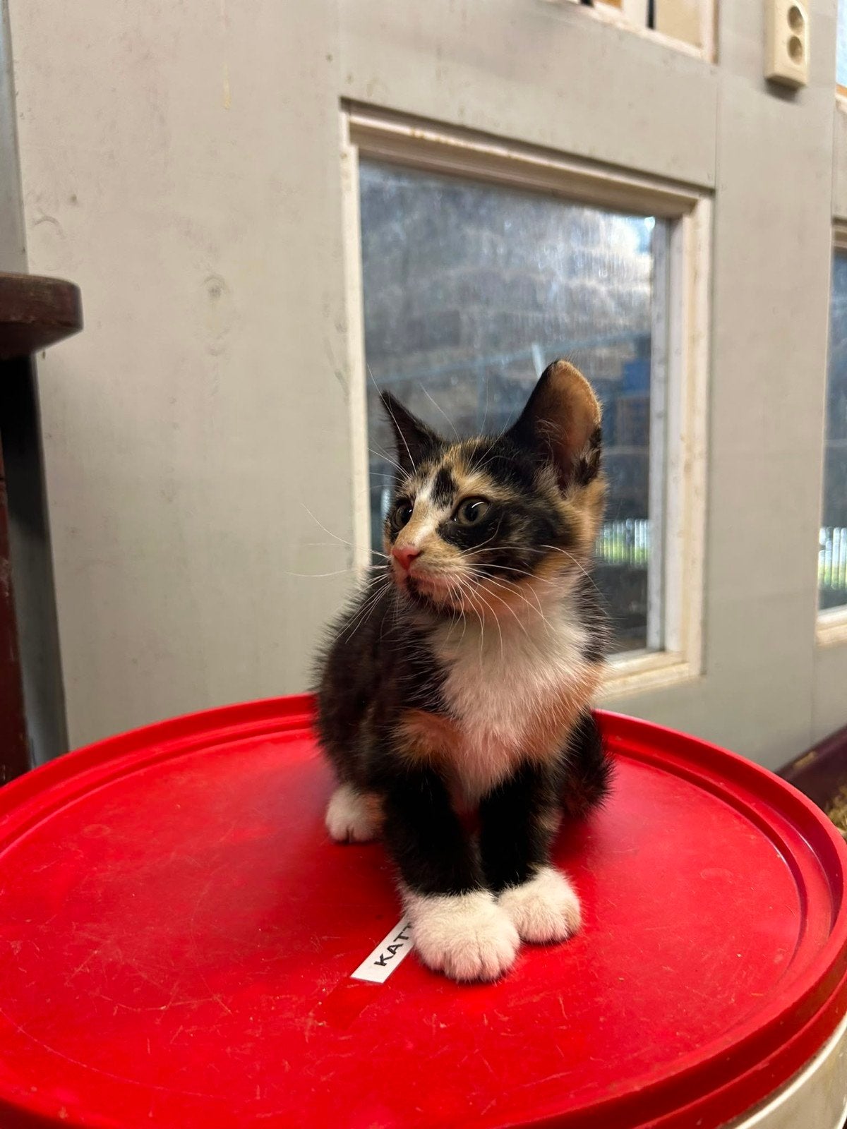 Jonge boerderij kitten, Poes, 0 tot 2 jaar