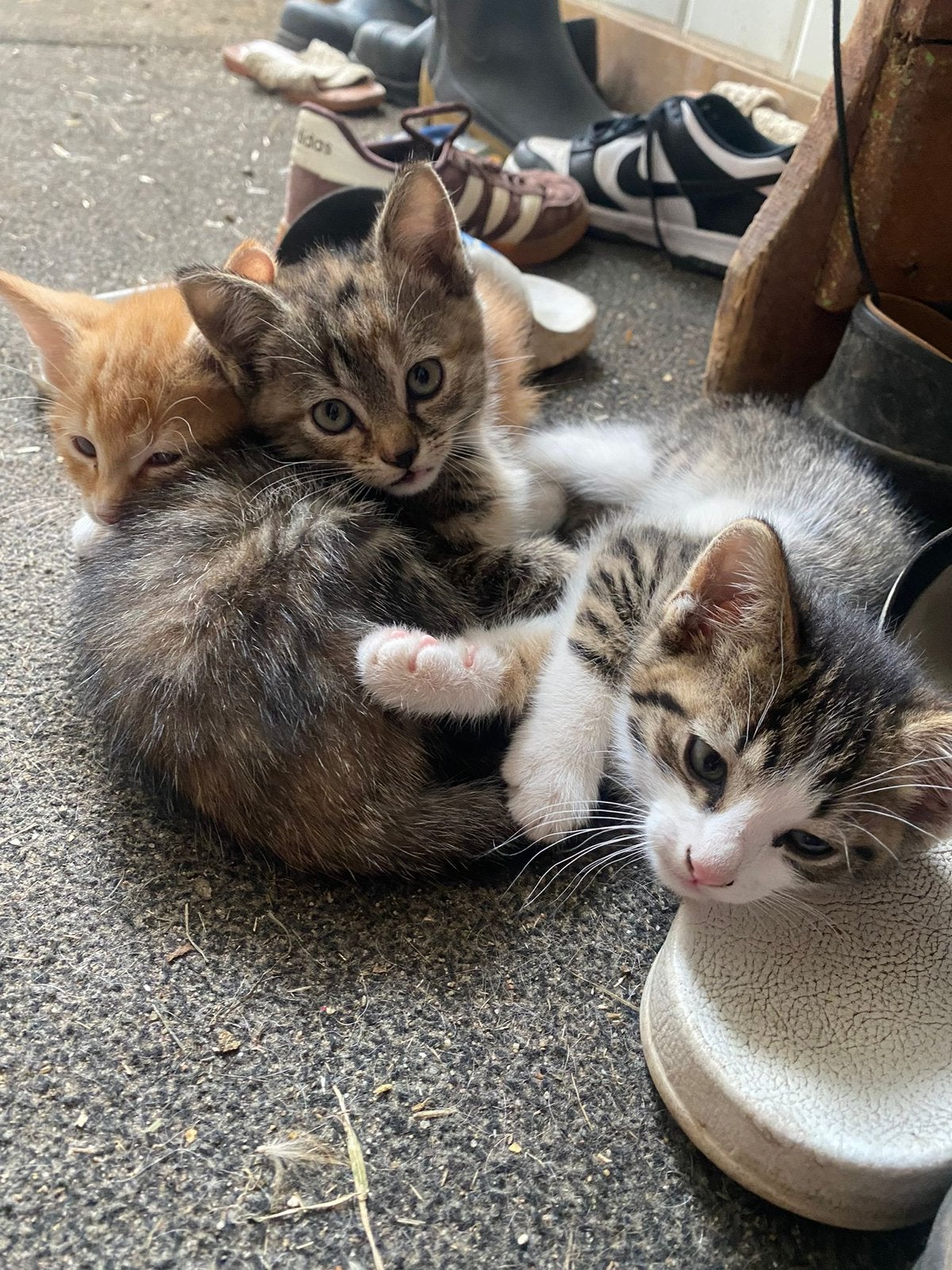 Boerderij kittens te koop - katertje, Dieren en Toebehoren, Kater, 0 tot 2 jaar