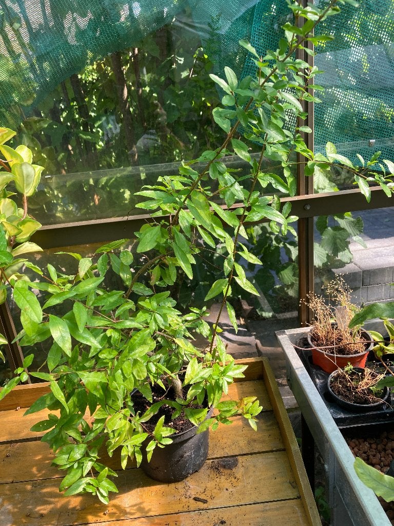 Granaatappel plant (Punica), Ophalen, Volle zon, Vaste plant, Fruitplanten