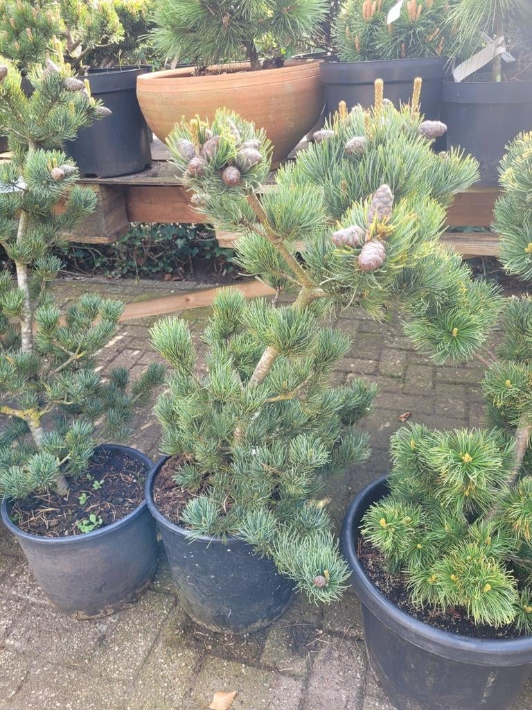 Pinus Parviflora Pentaphylla Glauce - Japanse Witte Den, Tuin en Terras, Volle zon, Vaste plant, Bloeit niet, Ophalen