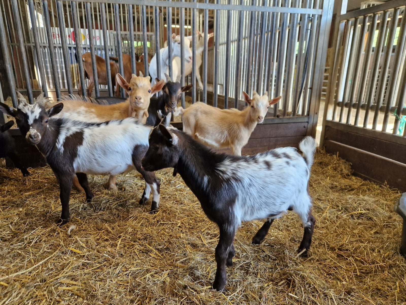 Mooie dwergbokjes, Dieren en Toebehoren, Schapen, Geiten en Varkens, Mannelijk, Geit, 0 tot 2 jaar