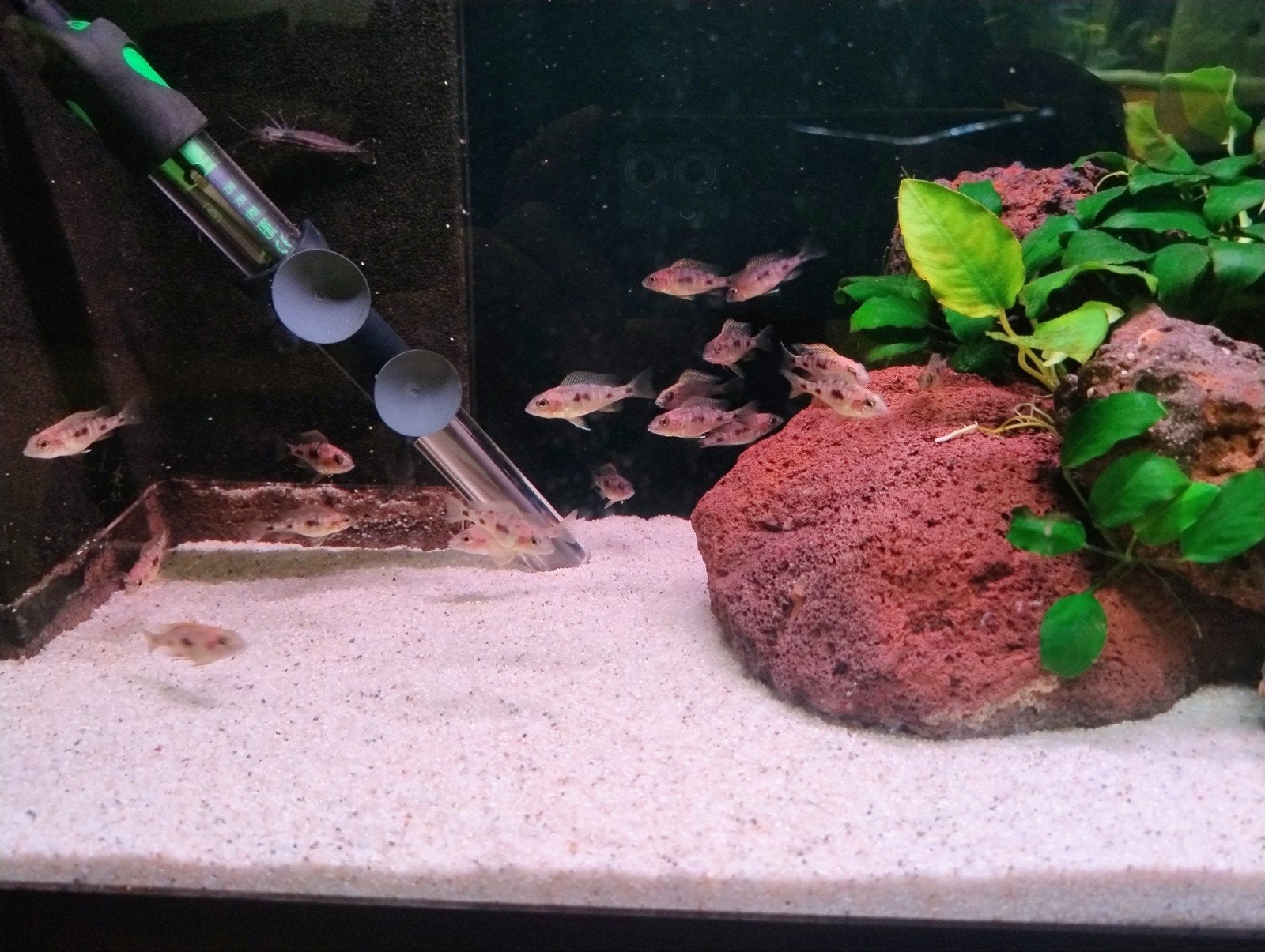 Jonge Otopharynx lithobates – Zimbawe Rock - Malawi Cichlide, Vis, Zoetwatervis