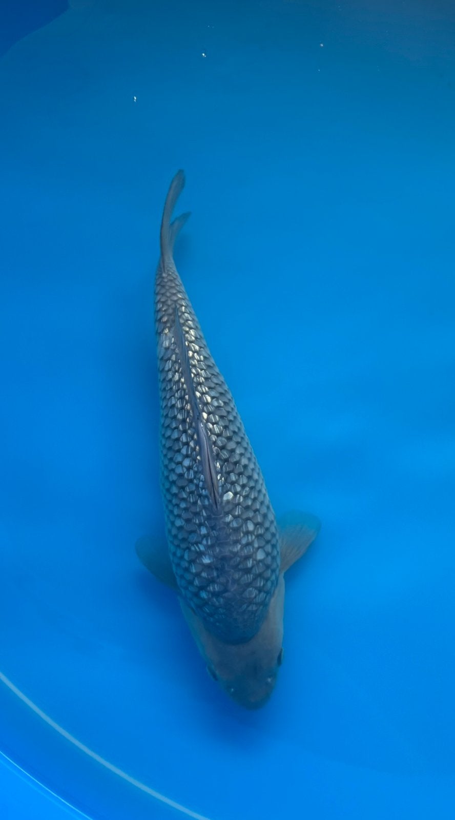 Ginrin female soragoi, Karper of Koi