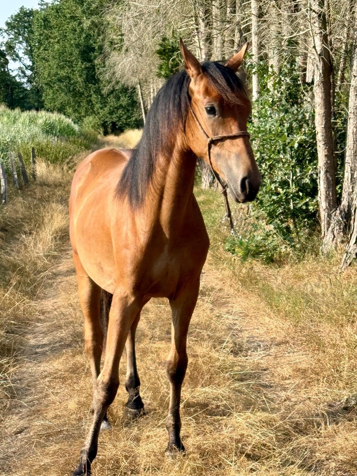 prachtige 1 jarige new forest, Dieren en Toebehoren, Paarden, Merrie, Met stamboom, Minder dan 160 cm, Dressuurpaard