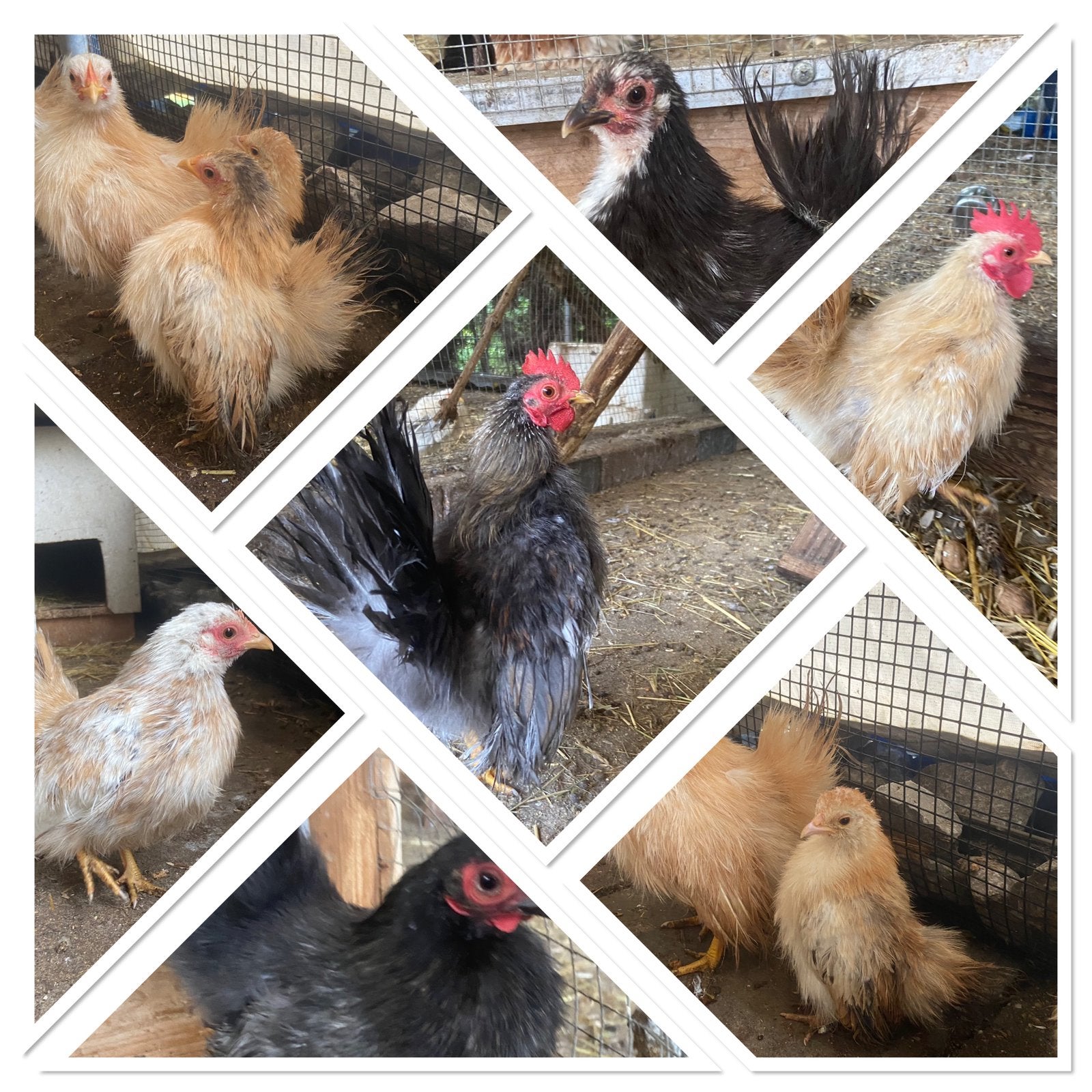 Serama krielkippen puur zijdeveer, Meerdere dieren, Kip
