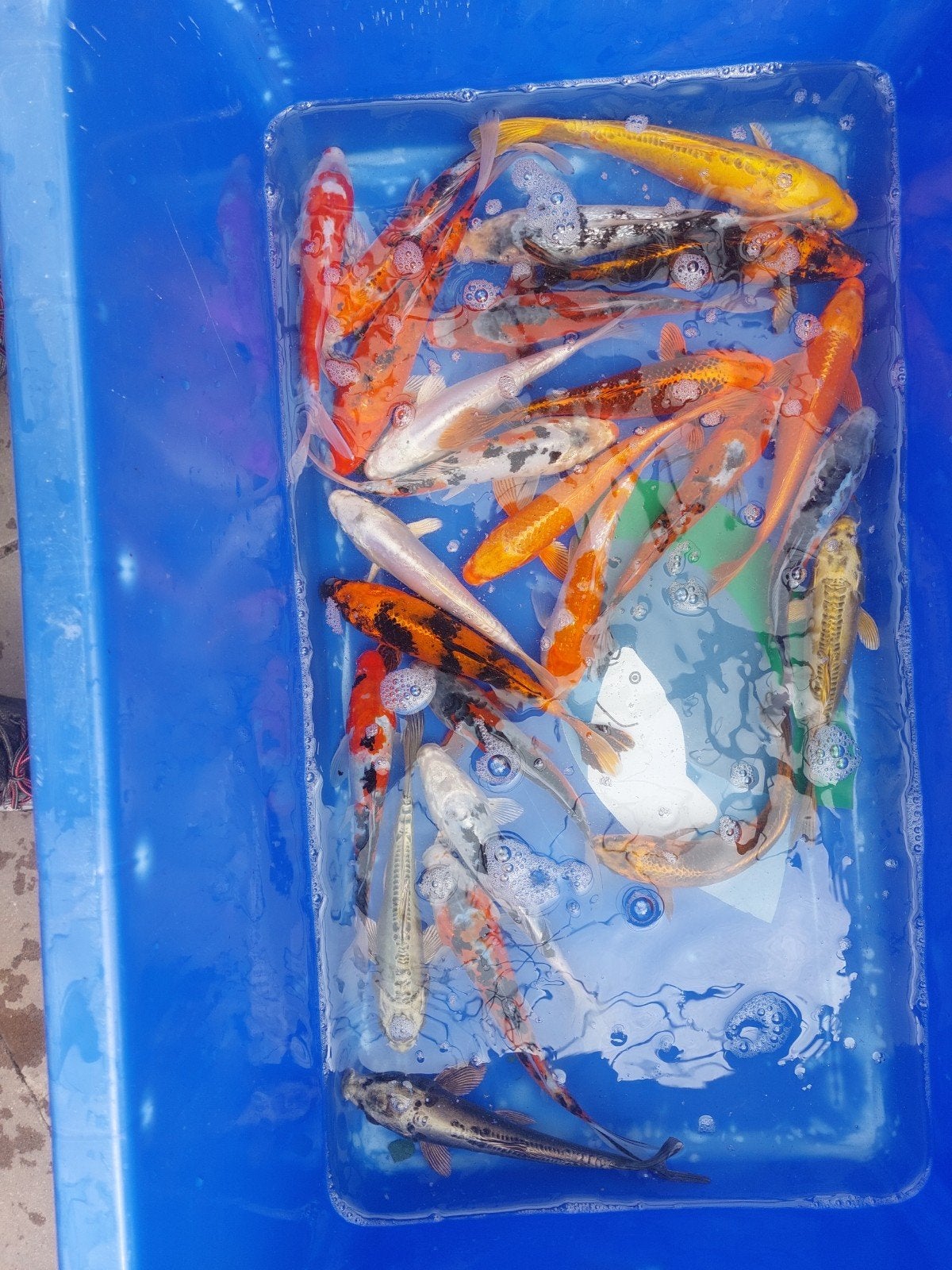 koi vijvervissen najaars opruiming, Ophalen, Nieuw, Overige typen