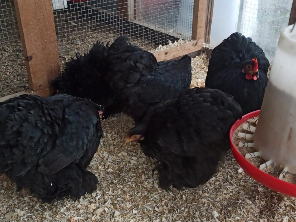 Cochin kriel zwart broedeieren, Dieren en Toebehoren, Pluimvee
