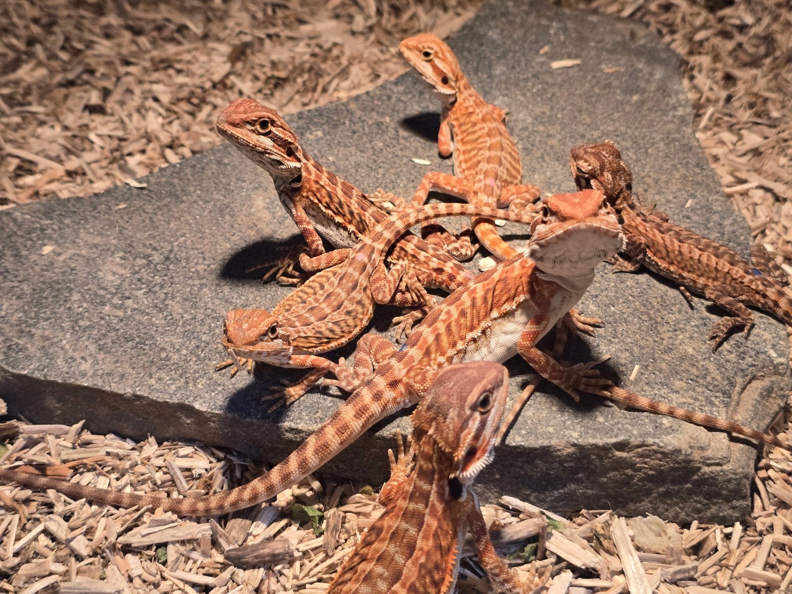 Pogona vitticeps Red hypo het trans x RM het hypo het trans, Hagedis, 0 tot 2 jaar
