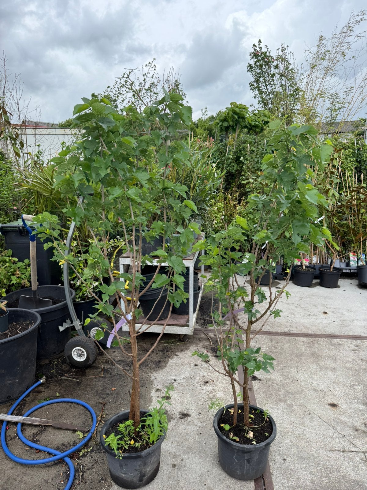 Zwarte moerbei of morus nigra struik 150/175 potgekweekt, Ophalen, Volle zon, Vaste plant, Zomer