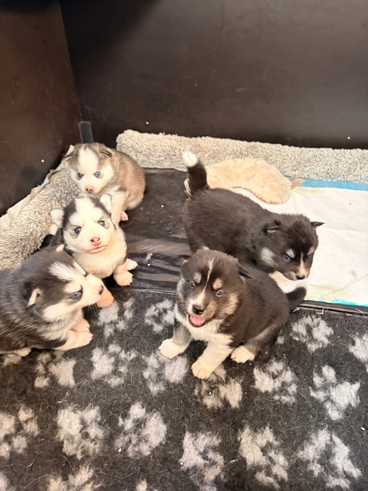 Pomsky puppies, Parvo, 8 tot 15 weken, Poolhond, Meerdere